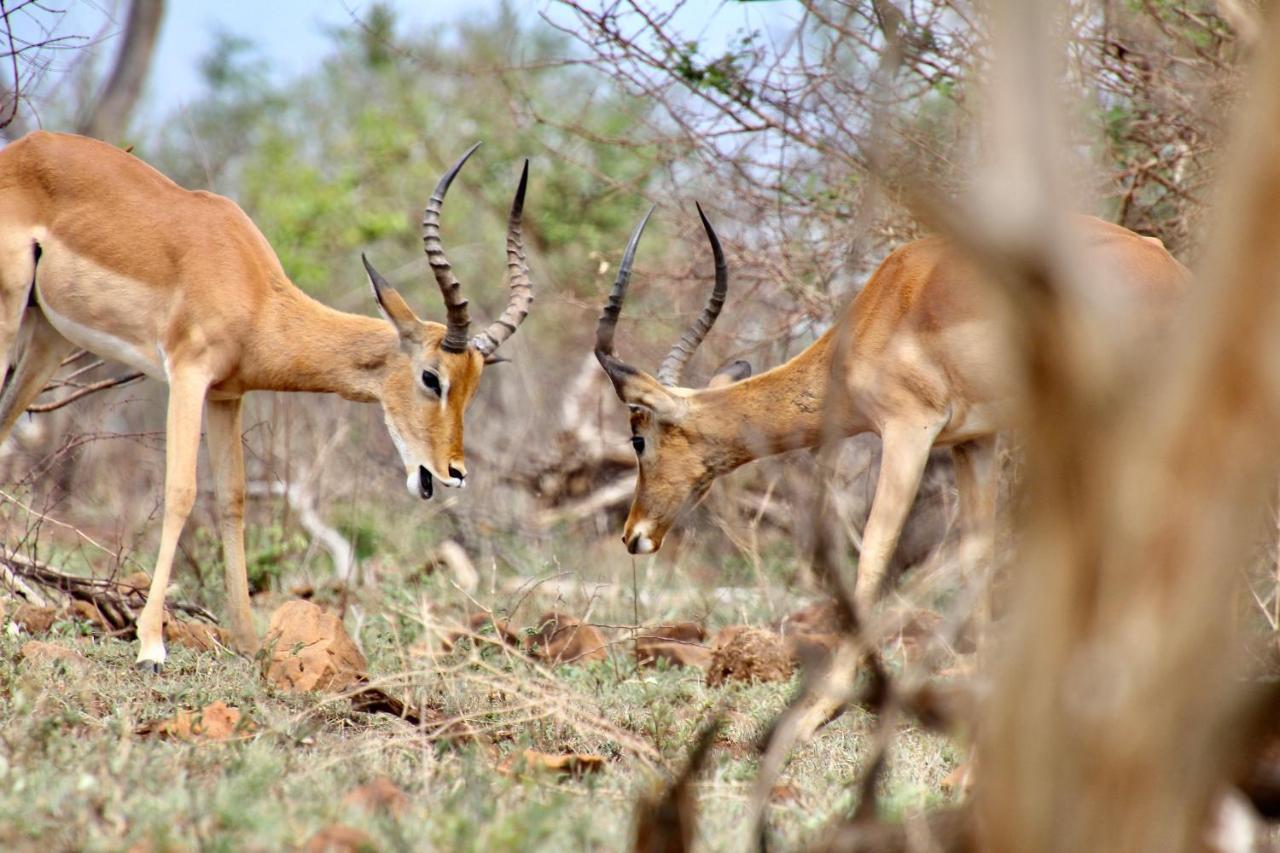 מרלות' פארק Jackals Dream - Self Catering Villa Bordering Kruger National Park מראה חיצוני תמונה